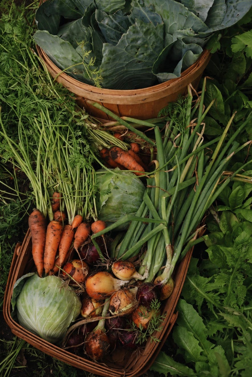 A freshly harvested basket of carrots, cabbages and onions still covered in soil.