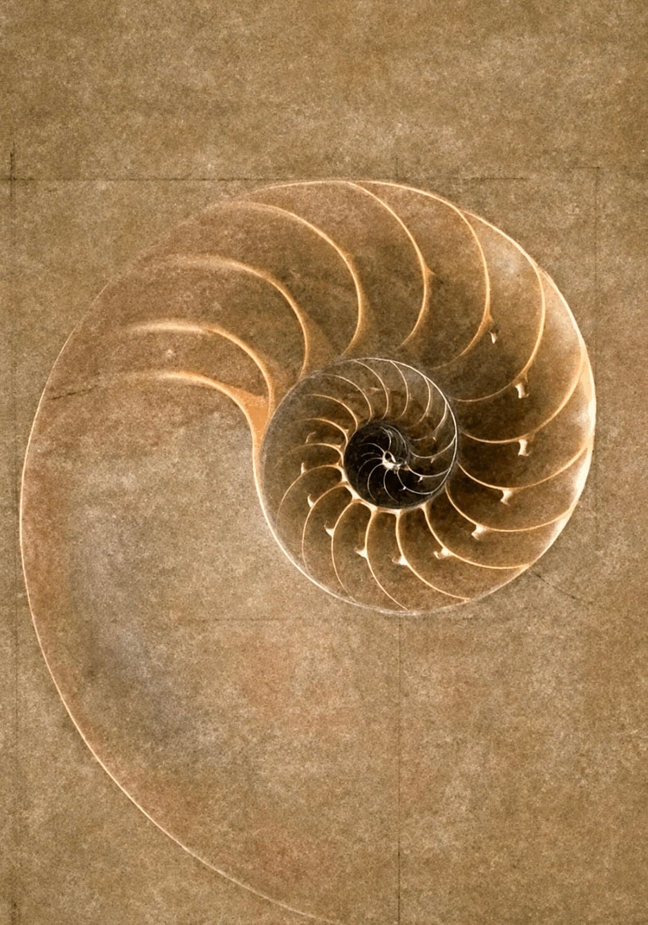 A cross-section of a nautilus shell revealing its natural spiral chambers, with a golden-ratio diagram sketched over it.